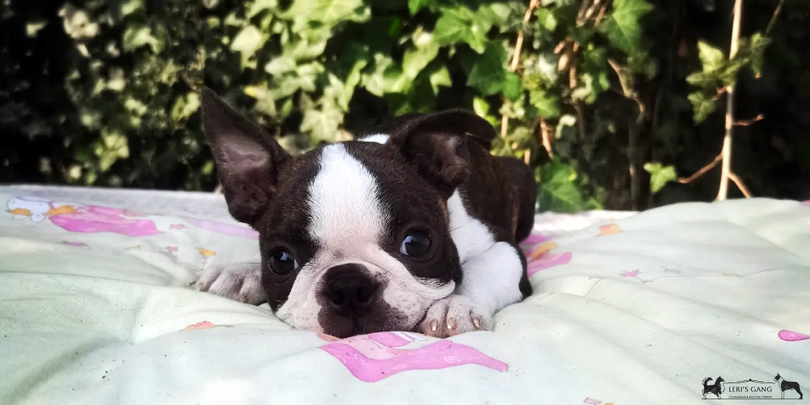 Cucciolo Boston Terrier