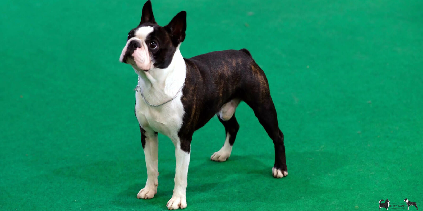 Allevamento Boston Terrier